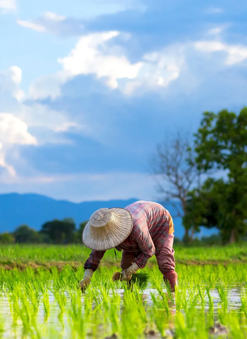 rice-1