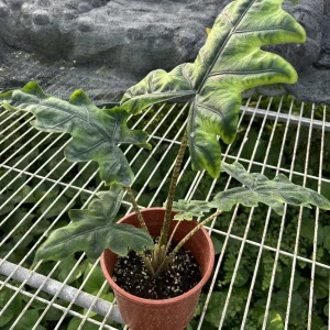 傑克林觀音蓮種苗