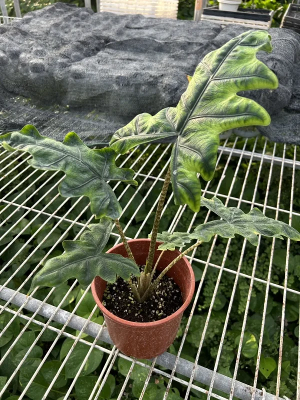 傑克林觀音蓮種苗