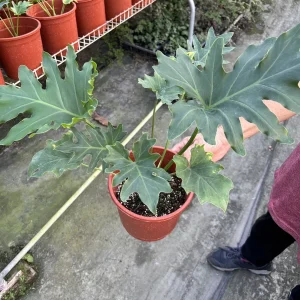 密葉小天使種苗