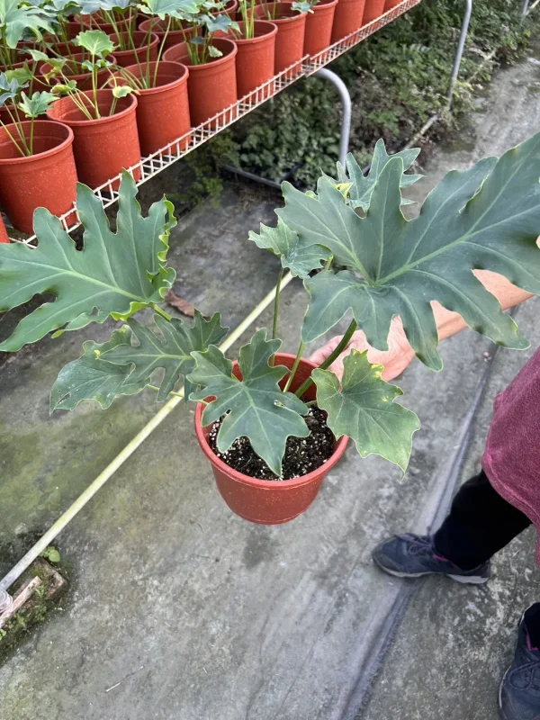 密葉小天使種苗