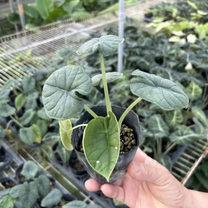 犀牛皮觀音蓮種苗