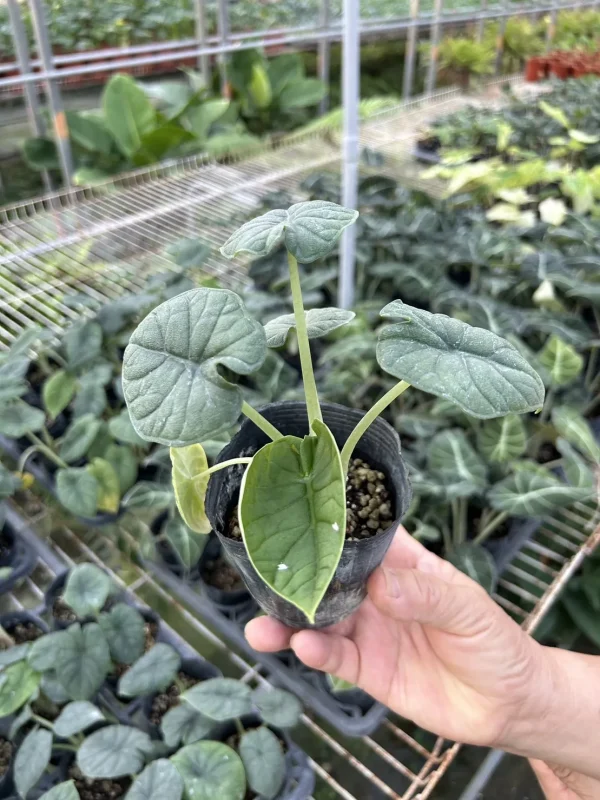 犀牛皮觀音蓮種苗