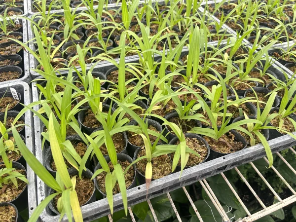白芨種苗